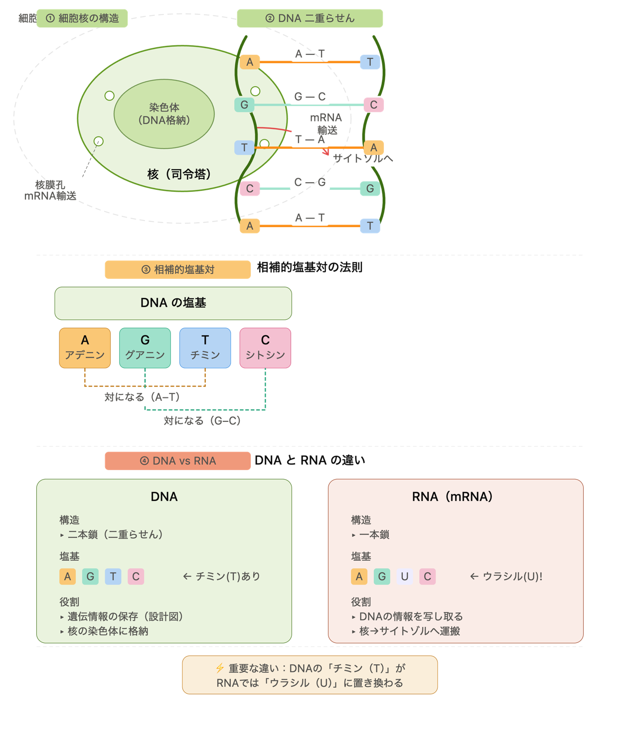①核（司令塔）と核膜孔　②DNAの二重らせんと相補的塩基対（A—T／G—C）　③DNAの4塩基（A・G・T・C）　④DNAとRNA（mRNA）の違い：RNAではT（チミン）がU（ウラシル）に置き換わる