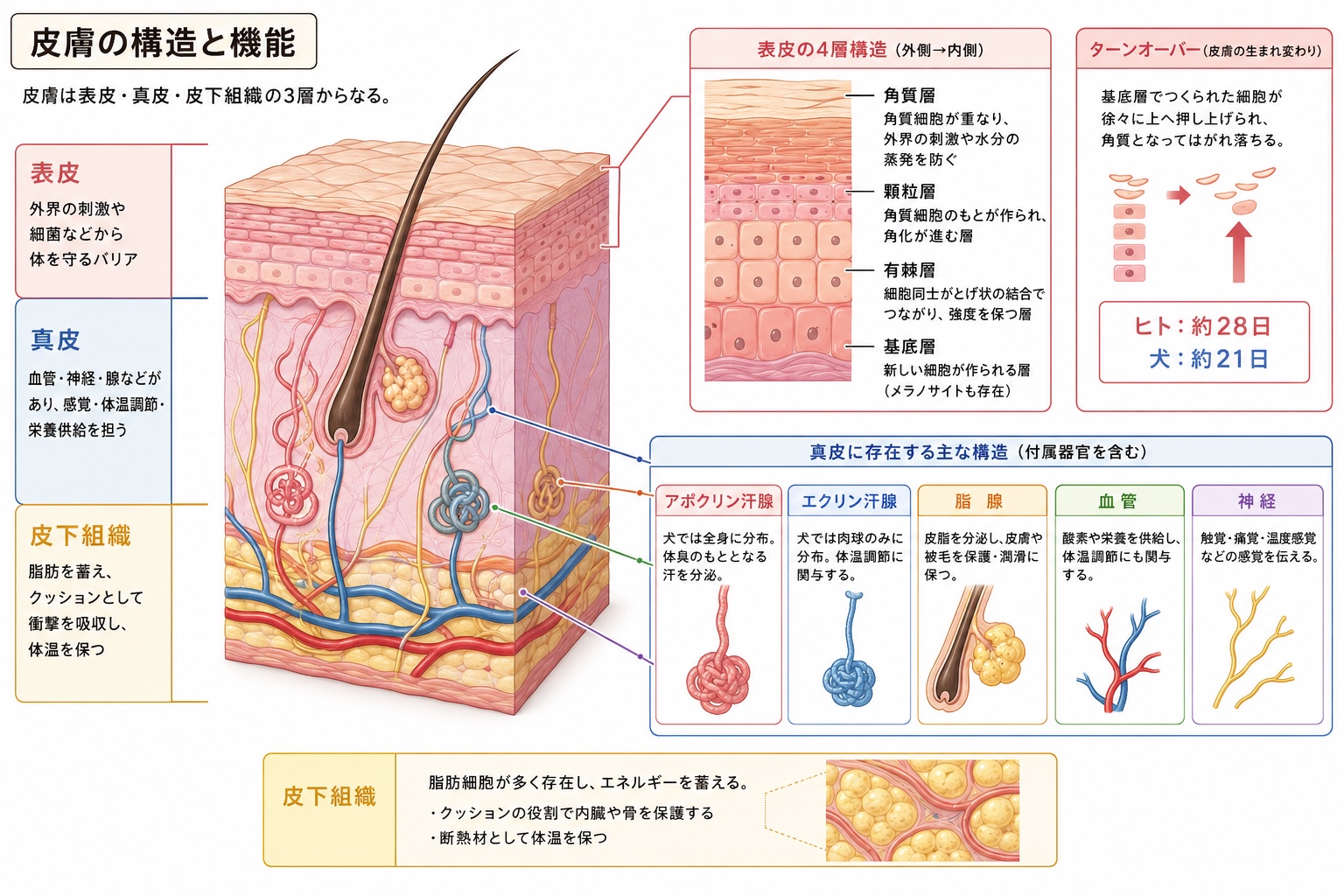 皮膚の3層（表皮・真皮・皮下組織）と各層の役割。表皮の4層構造（角質層・顆粒層・有棘層・基底層）とターンオーバー（ヒト約28日／犬約21日）、真皮の付属器官（アポクリン汗腺・エクリン汗腺・脂腺・血管・神経）、皮下組織の脂肪細胞までを図示。